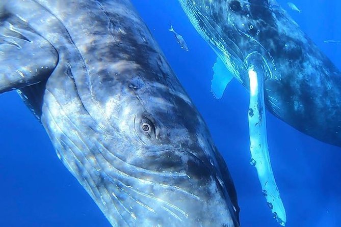 Maui: Ultimate Whale Watch from Lahaina - Weather, timing, and the whale-sighting promise