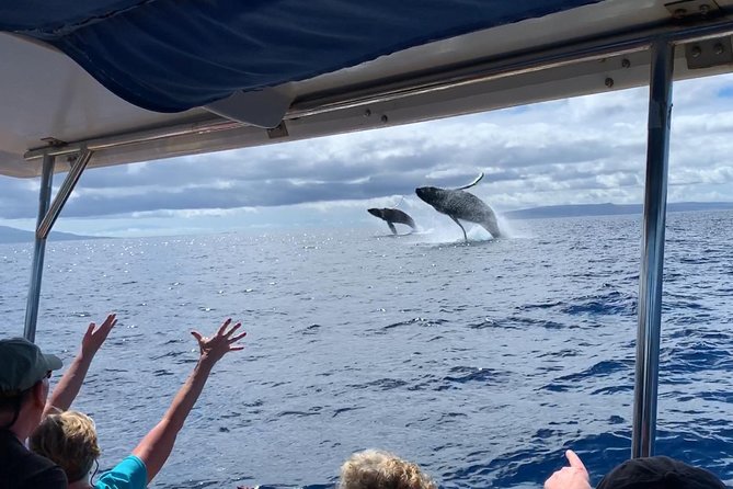 Maui: Ultimate Whale Watch from Lahaina - The 1.5-hour and 2-hour choices
