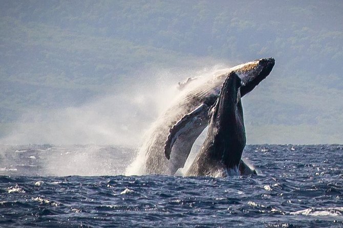 Maui: Whale Watching Cruise with Open Bar from Ka'anapali Beach - Key Points to Know Before You Go