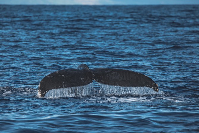 Maui: Whale Watching Cruise with Open Bar from Ka'anapali Beach - The Naturalist Commentary Makes the Sightings Better