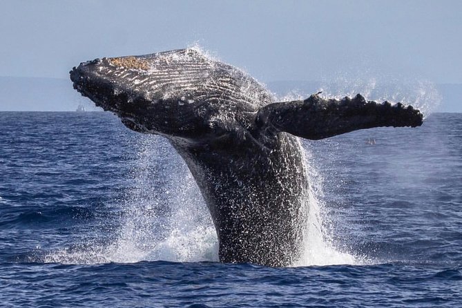 Maui: Whale Watching Cruise with Open Bar from Ka'anapali Beach - What $115.85 Gets You