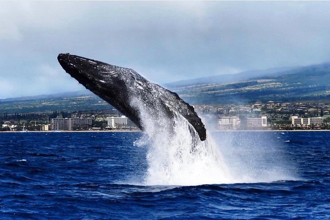 Maui: Whale Watching Cruise with Open Bar from Ka'anapali Beach - Why Maui Is Such a Good Place for Whale Watching