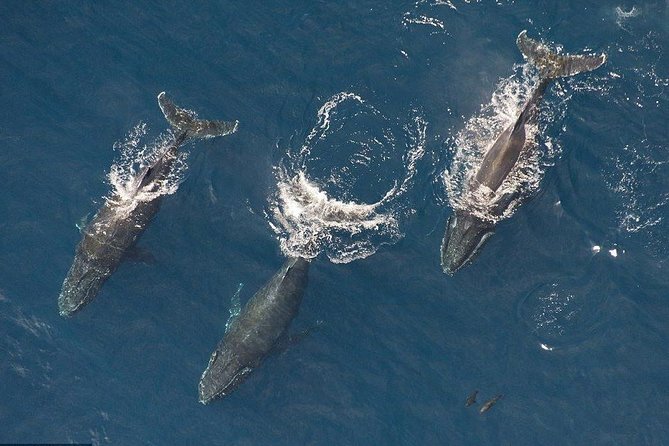 Maui Whale Watching -PRIVATE- Air Tour: (2-5 People): SEE WHALES! - Five things to know before you fly