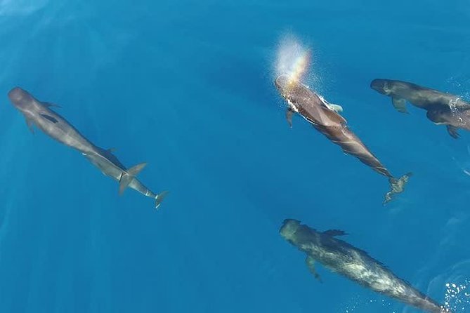 Maui Whale Watching -PRIVATE- Air Tour: (2-5 People): SEE WHALES! - Why an aerial whale tour changes the view