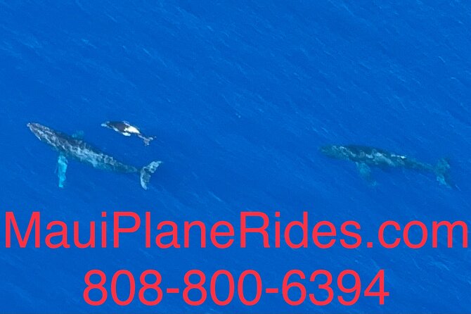 Maui Whale Watching -PRIVATE- Air Tour: (2-5 People): SEE WHALES! - Who should book this flight