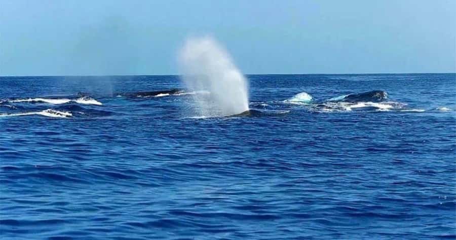 Maui: Whale Watching Tour - 1.5 hours - Key points to know before you book
