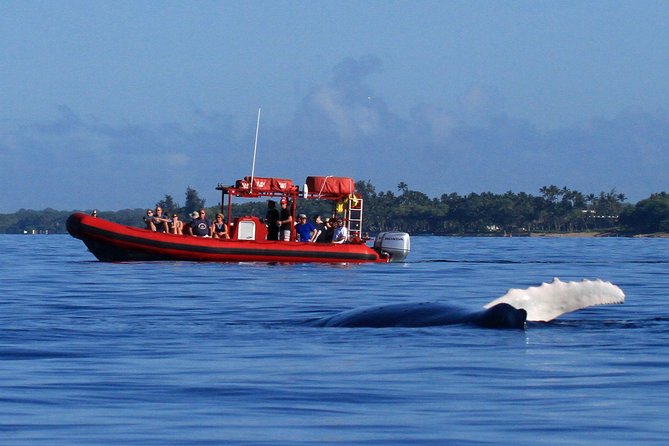 Maui Whale-Watching Tour by Raft from Kihei - Key points at a glance