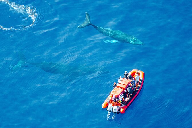 Maui Whale-Watching Tour by Raft from Kihei - Why Kihei is a smart place to watch whales