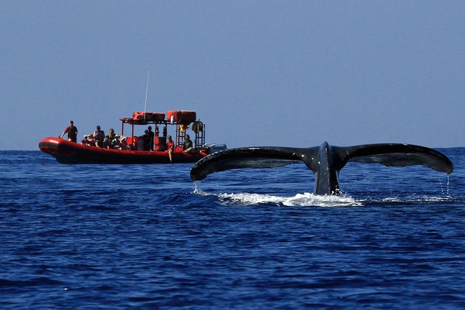 Maui Whale-Watching Tour by Raft from Kihei - Check-in at the Kihei Boat Ramp