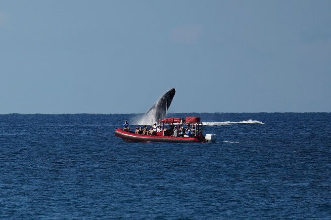 Maui Whale-Watching Tour by Raft from Kihei - Passing Wailea and Keawakapu Beach