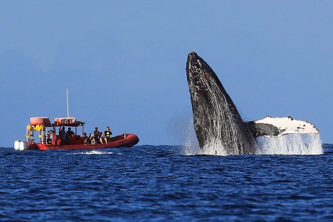 Maui Whale-Watching Tour by Raft from Kihei - The whale search and what you may see