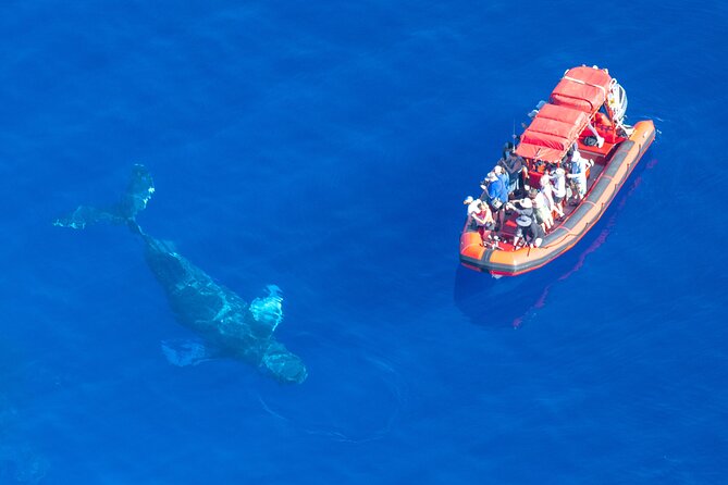 Maui Whale-Watching Tour by Raft from Kihei - The hydrophone makes this more than a visual tour
