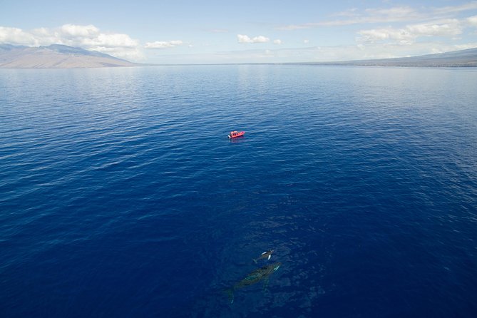 Maui Whale-Watching Tour by Raft from Kihei - Is $84.14 a fair price?