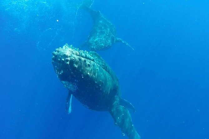 Maui Whale-Watching Tour by Raft from Kihei - Who should book this raft tour