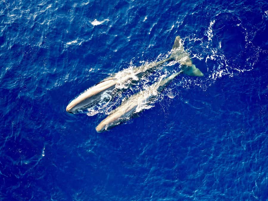 Mauritius Eco Whales Quest, 3-4 hours Expedition - Humpback sightings and the best photo moments