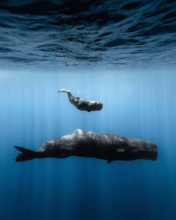 Mauritius Eco Whales Quest, 3-4 hours Expedition - Guiding, explanations, and the human side of the trip