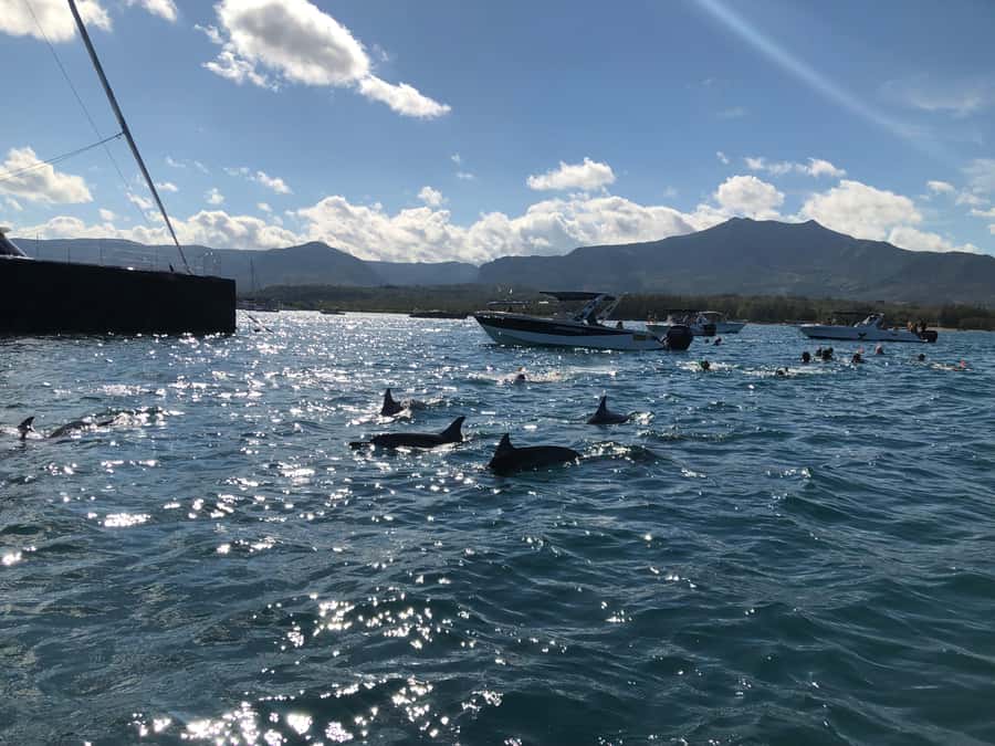 Mauritius Eco Whales Quest, 3-4 hours Expedition - Searching for sperm whales in open water