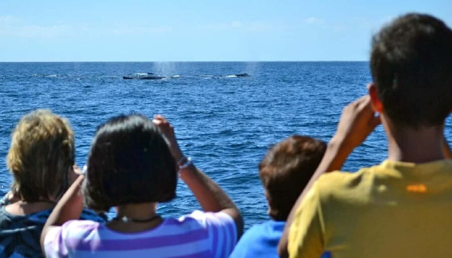 Mazatlán: Whale-Watching Boat Tour with Marine Experts - Why Mazatlán is a strong place for whale watching