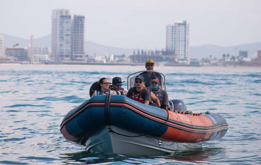 Mazatlán: Whale-Watching Boat Tour with Marine Experts - A three-hour outing built around field science