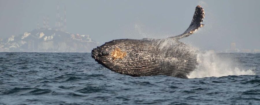 Mazatlán: Whale-Watching Boat Tour with Marine Experts - Hotel pickup details that can save you trouble