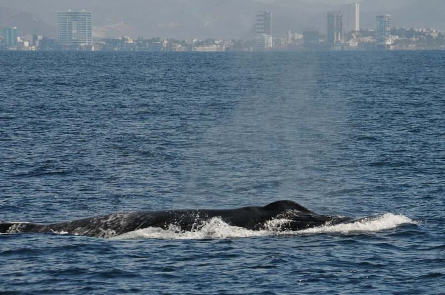 Mazatlán: Whale-Watching Boat Tour with Marine Experts - Who will enjoy this most