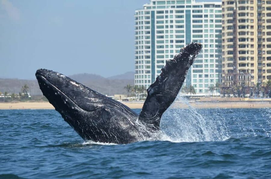 Mazatlán: Whale-Watching Boat Tour with Marine Experts - What happens when whales appear