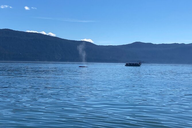 Mendenhall Glacier and Whale Watching Tour - Key points to know before booking