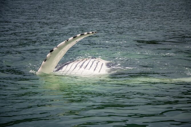 Mendenhall Glacier and Whale Watching Tour - What the whale watch is really like
