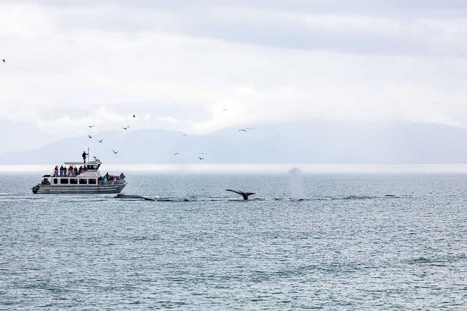 Mendenhall Glacier Visitor Center and Ultimate Whale Watch Combo - Two hours searching for humpbacks and orcas