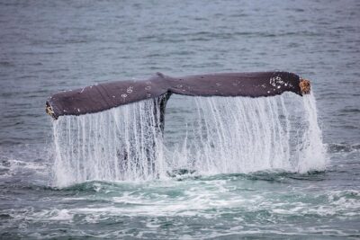 Mendenhall Glacier Visitor Center and Ultimate Whale Watch Combo