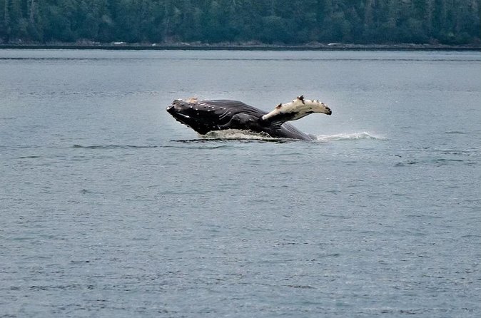 Mendenhall Glacier Waterfall and Whale Watching Tour - What the guides add to the experience