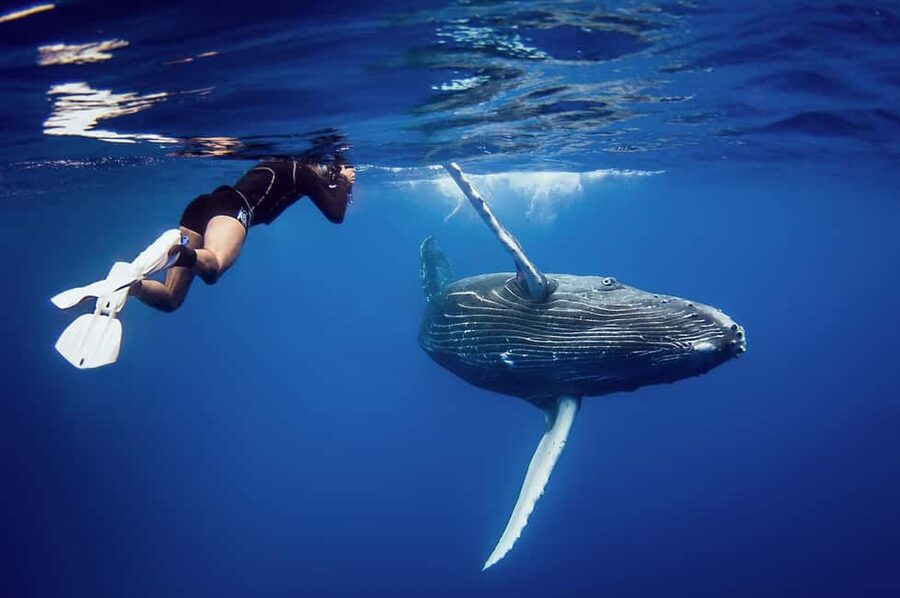 Miches: Half Day Whale Watching Catamaran Tour with Snacks - Why whale watching from Miches can be special