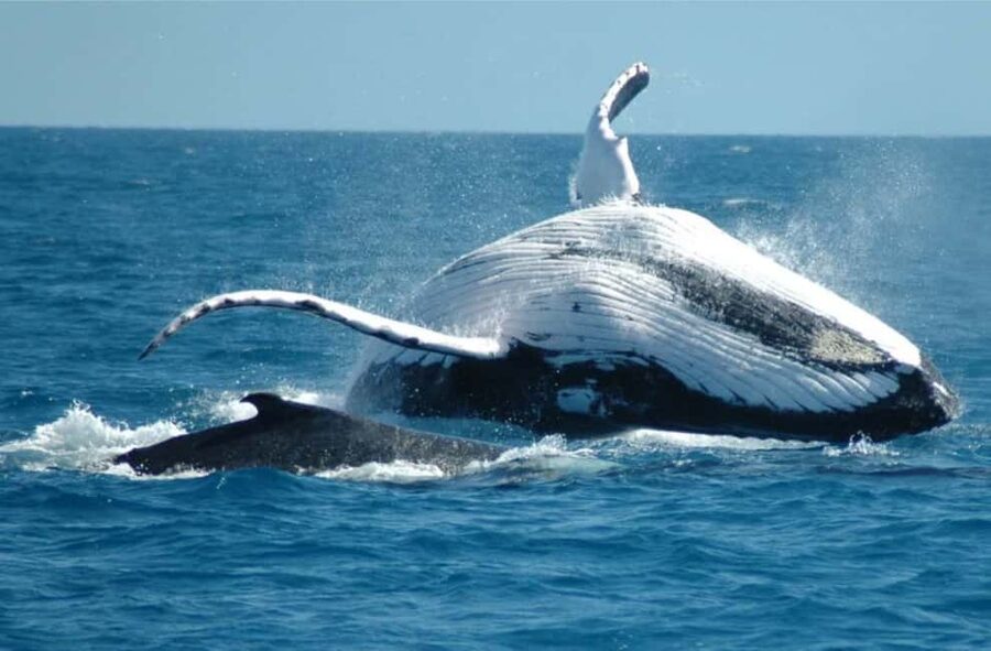 Miches: Half Day Whale Watching Catamaran Tour with Snacks - Boarding the catamaran with breakfast and refreshments