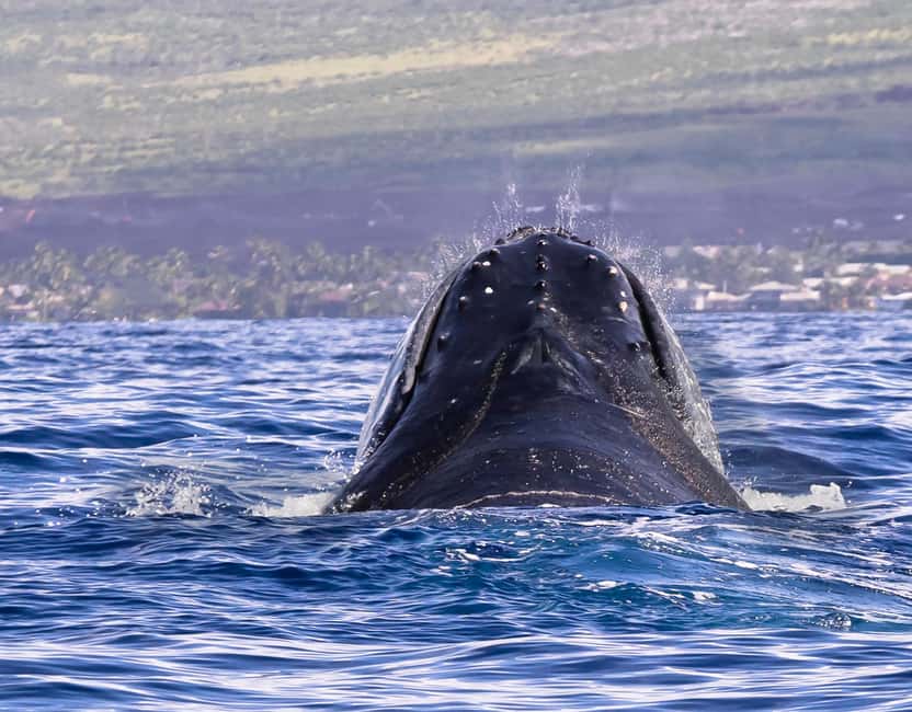 Miches: Half Day Whale Watching Catamaran Tour with Snacks - Searching Samaná Bay for humpback whales