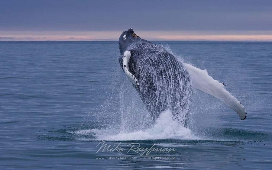Miches: Half Day Whale Watching Catamaran Tour with Snacks - Open water, whale songs, and the value of patience