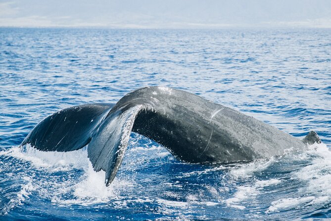 Midday Whale Watch: Mā’alaea Harbor - Why this midday whale watch works well