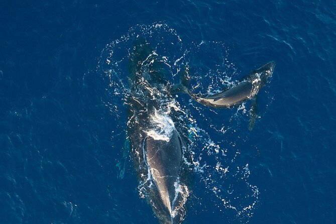 Midmorning Whale Watch from Lahaina Harbor - Is $100.22 a fair price?