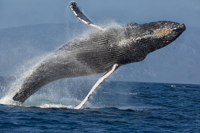 Midmorning Whale Watch from Lahaina Harbor - Families, couples, and first-time whale watchers