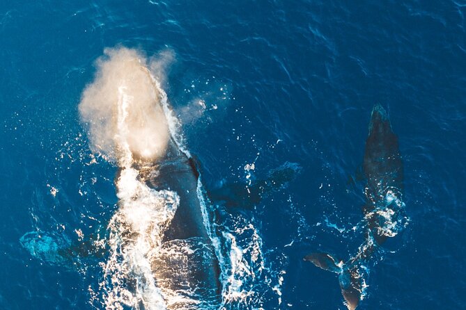 Midmorning Whale Watch from Lahaina Harbor - Booking, weather, and cancellation details