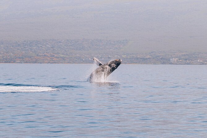 Midmorning Whale Watch from Lahaina Harbor - The boat, seating, and view from the water