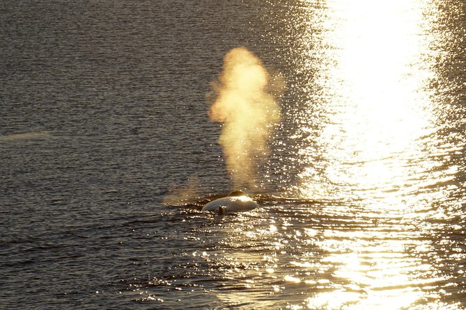Midnight Sun Whale Watching from Reykjavik - Into Faxaflói Bay in search of whales