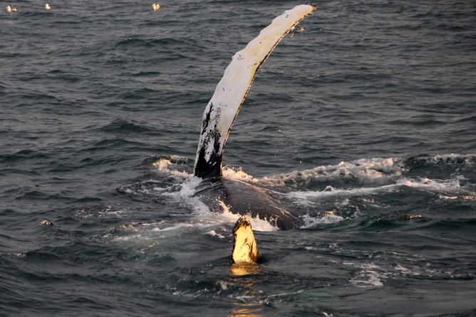 Midnight Sun Whale Watching from Reykjavik - The guides add real value