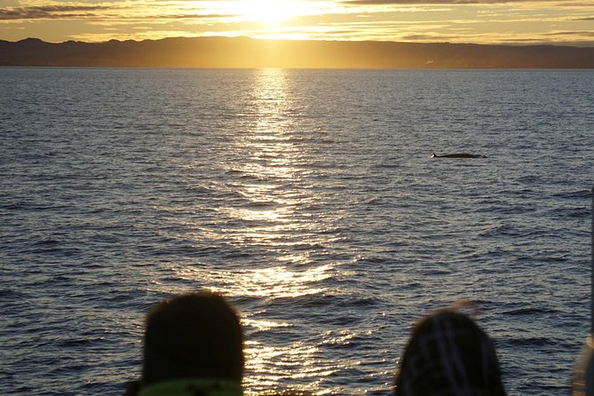 Midnight Sun Whale Watching from Reykjavik - What the boat experience may feel like