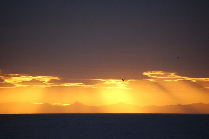 Midnight Sun Whale Watching from Reykjavik - Who should book this evening trip