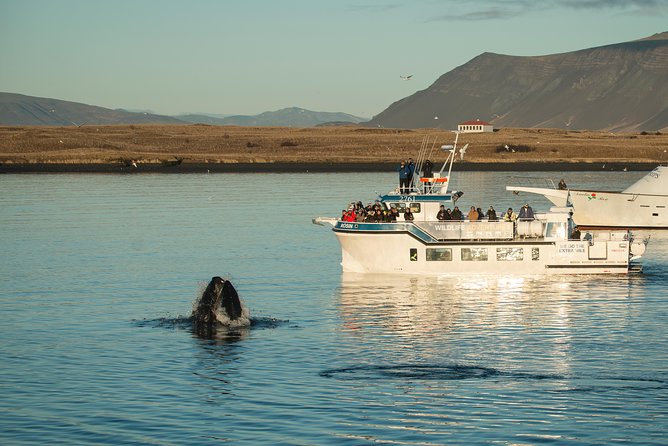 Midnight Sun Whale Watching from Reykjavik - Thermal overalls matter more than you might think