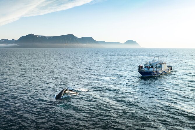 Midnight Whale Watching With Hydrophone - Why a midnight whale trip feels different
