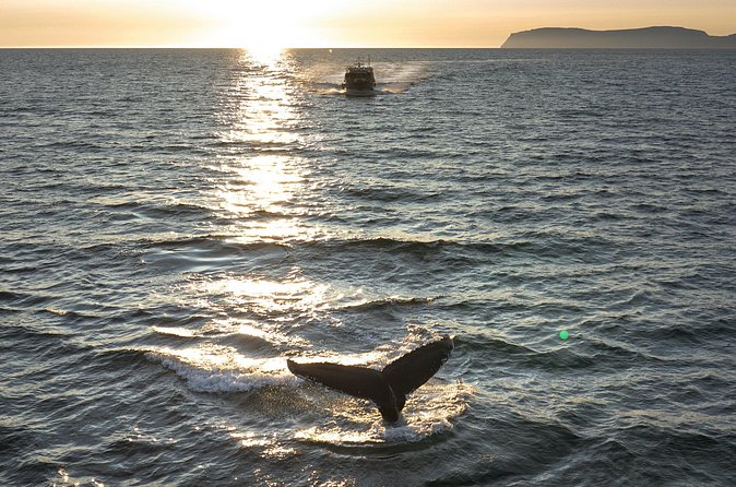 Midnight Whale Watching With Hydrophone - The midnight-sun setting