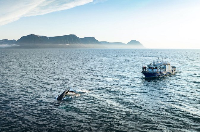 Midnight Whale Watching With Hydrophone - Who should book this Ísafjörður whale watch