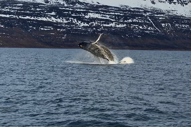 Midnight Whale Watching With Hydrophone - Two and a half hours on the water