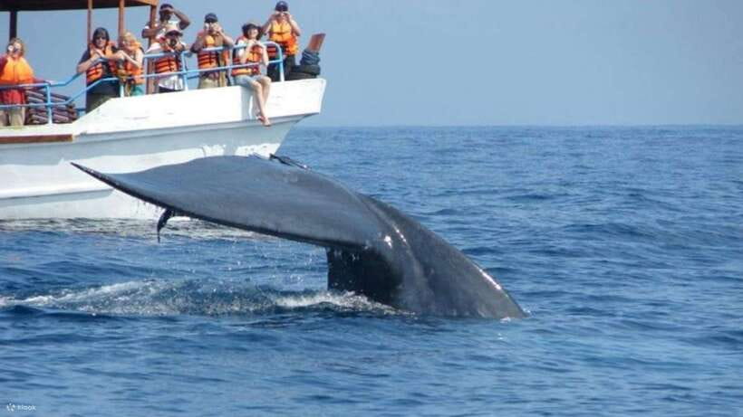 Mirissa: Whale & dolphin Watching Boat Tour with Breakfast - Key points to know before you book